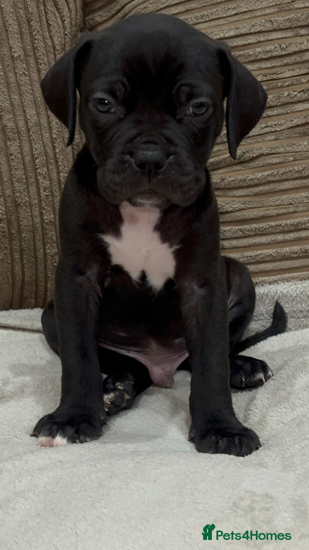Cane Corso dogs for sale: Cane Corso Puppies for Sale - Image 2
