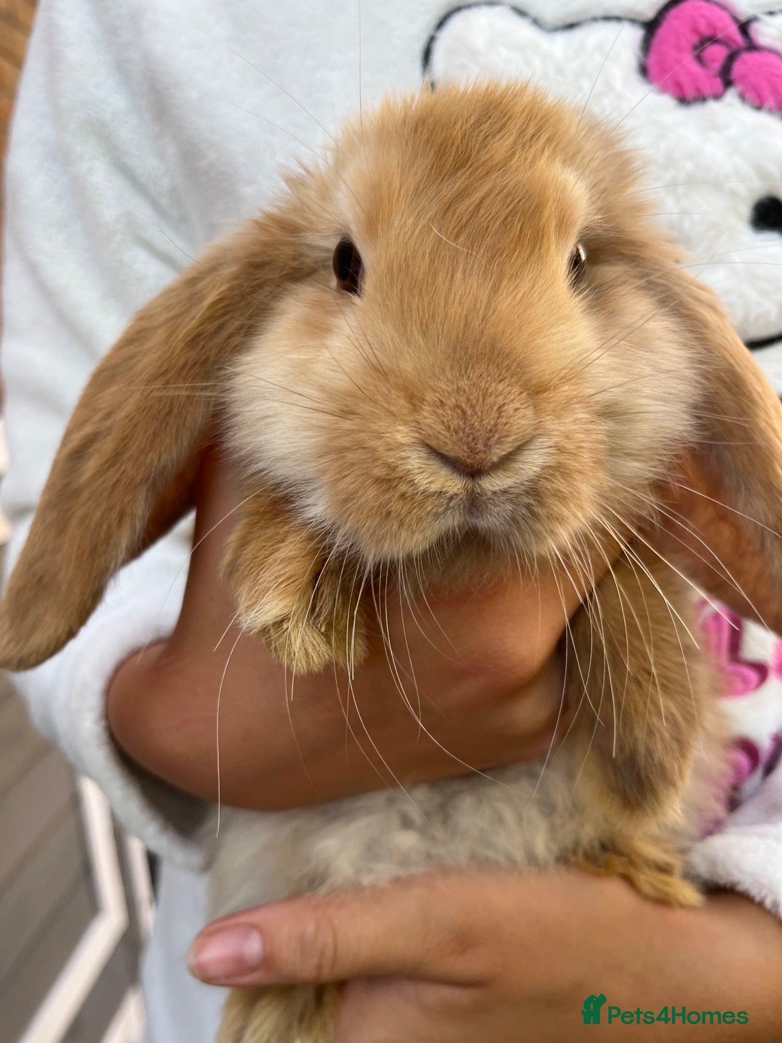 French Lop rabbits Full French lops looking for their forever home 🏡 - Advert 1