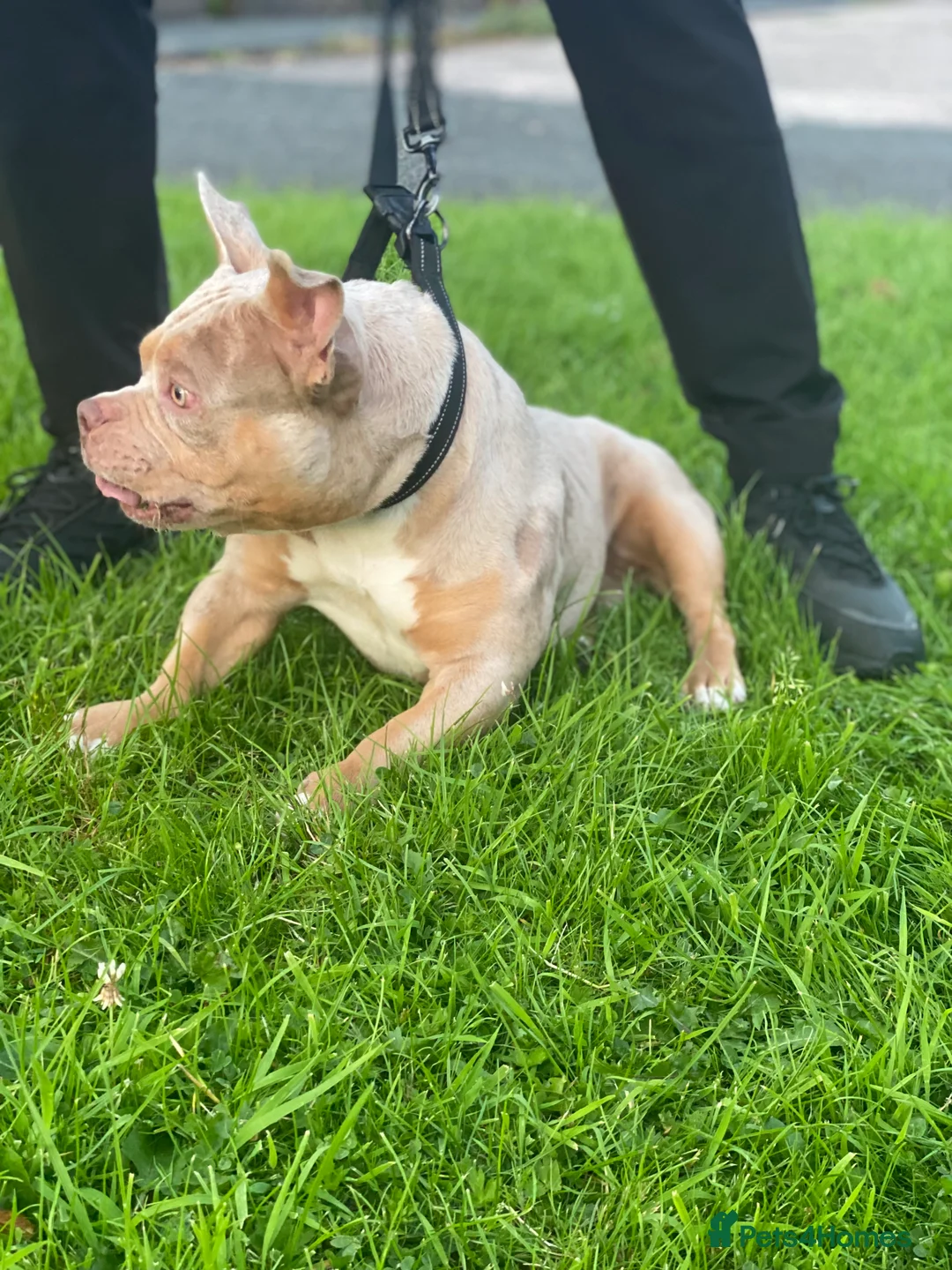 American Bully dogs for stud: Lilac tri Merle pocket bully ABKC registered in Manchester - Advert 15