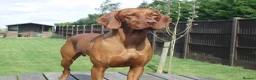 Hungarian Vizsla dogs for sale: KC REG & HEALTH CHECKED PARENTS & PUPS - Advert 1