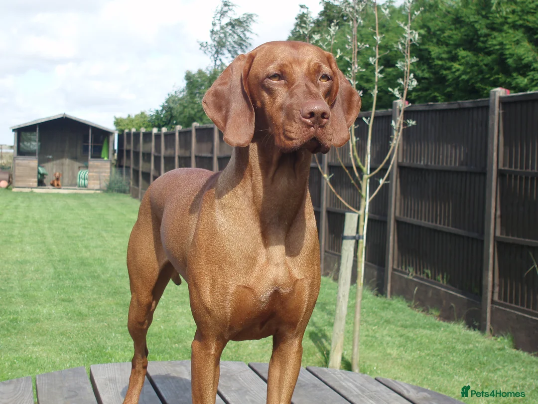 Hungarian Vizsla dogs for sale: KC REG & HEALTH CHECKED PARENTS & PUPS - Advert 1