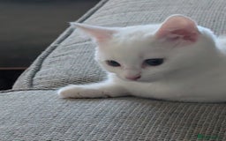 Mixed Breed cats for sale: Gorgeous female kitten  - Image 4