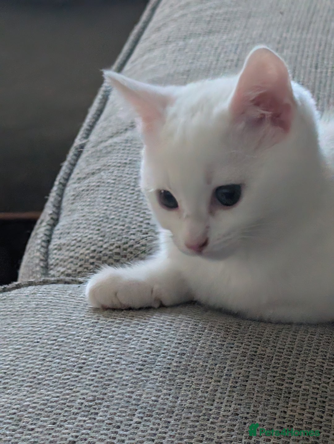 Mixed Breed cats for sale: Gorgeous female kitten  - Image 4