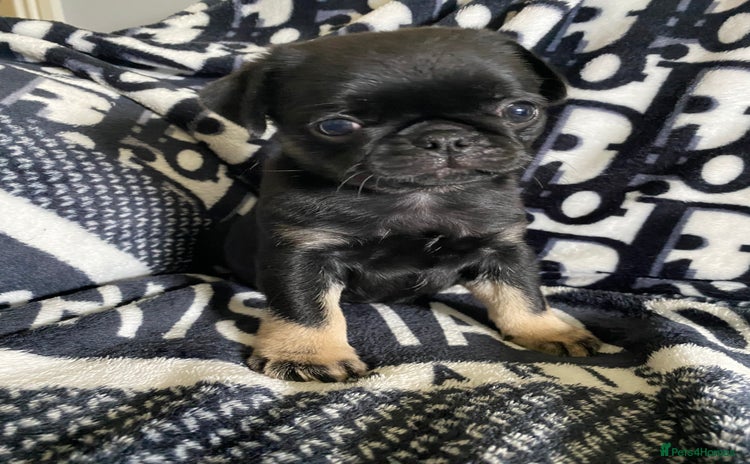 Pug dogs - Advert 1