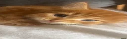 Mixed Breed cats for sale: 3 female kittens 8 weeks old - Advert 1