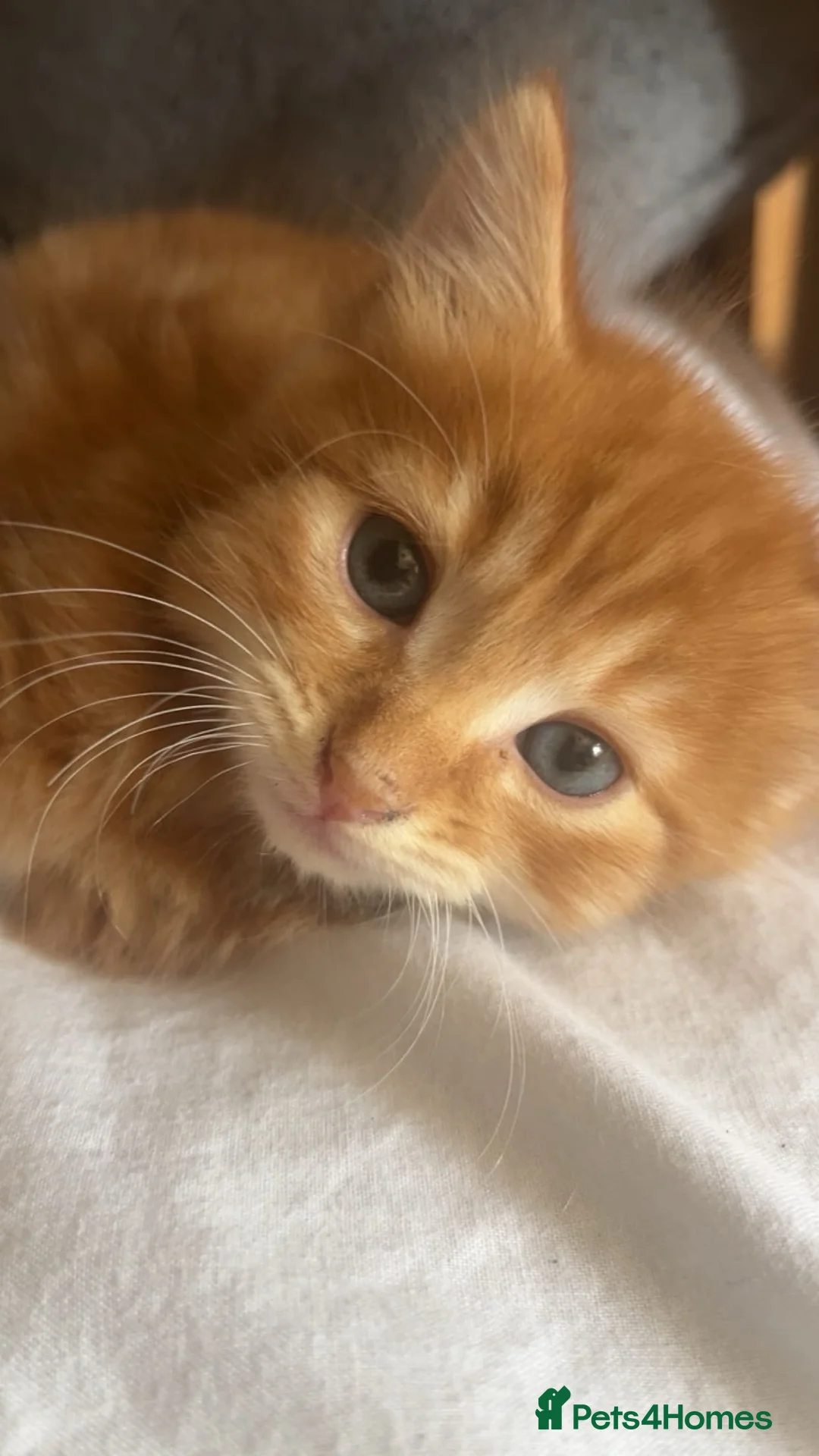Mixed Breed cats for sale: 3 female kittens 8 weeks old - Advert 1
