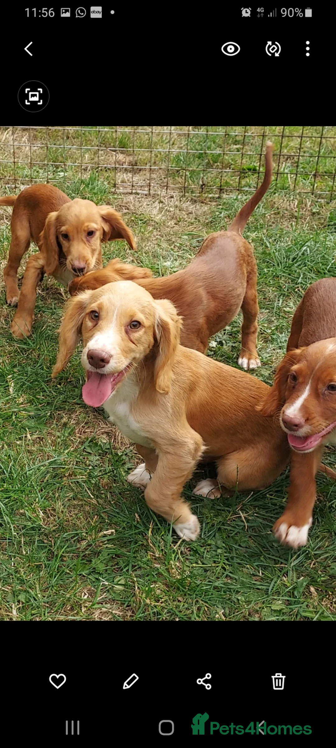 Cocker Spaniel dogs for stud: Kc health tested cocker spaniel at stud - Advert 3