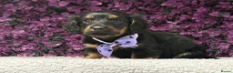 Miniature Dachshund dogs for sale: 🐾💜 EXCEPTIONAL KC MINIATURE DACHSHUND PUPS in Castle Douglas - Advert 4