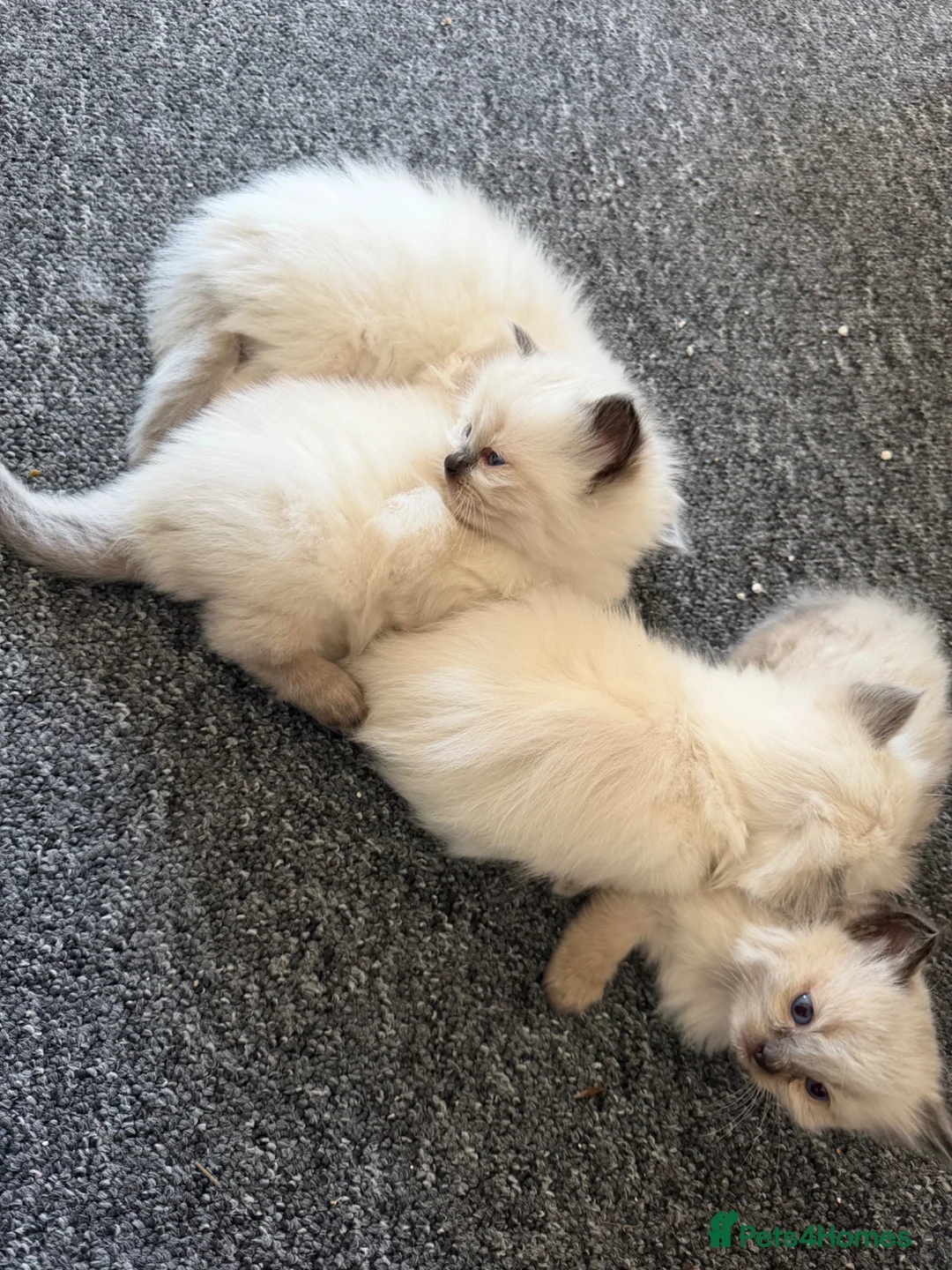 Ragdoll cats for sale: Ragdoll kittens for sale - Advert 1
