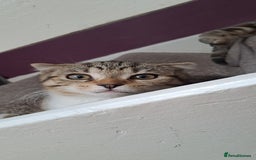 Scottish Fold cats for sale: Beautiful kittens ready for forever loving homes  - Image 29