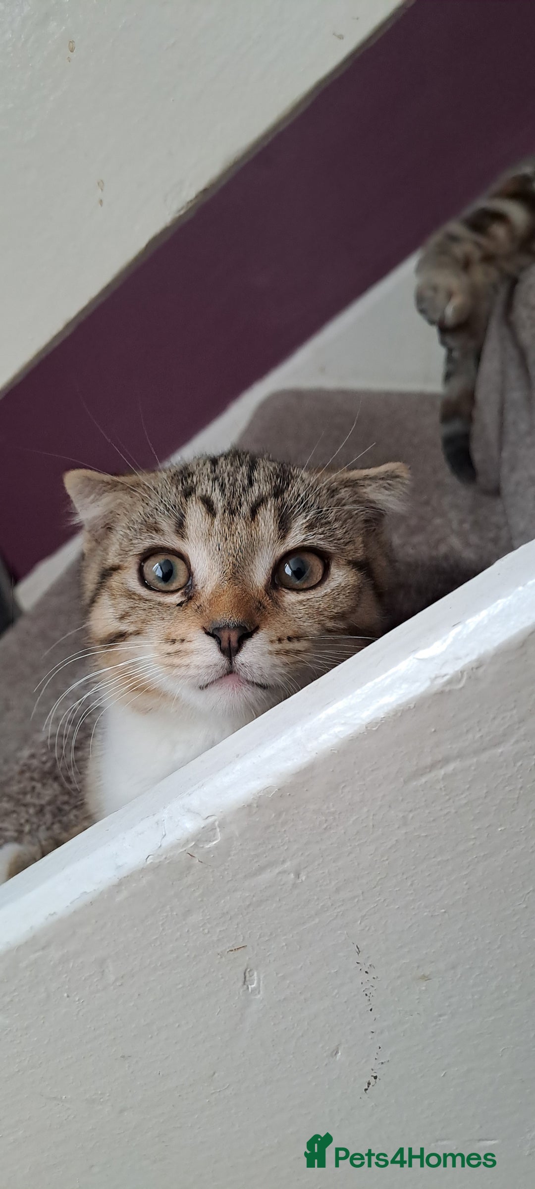 Scottish Fold cats for sale: Beautiful kittens ready for forever loving homes  - Image 29