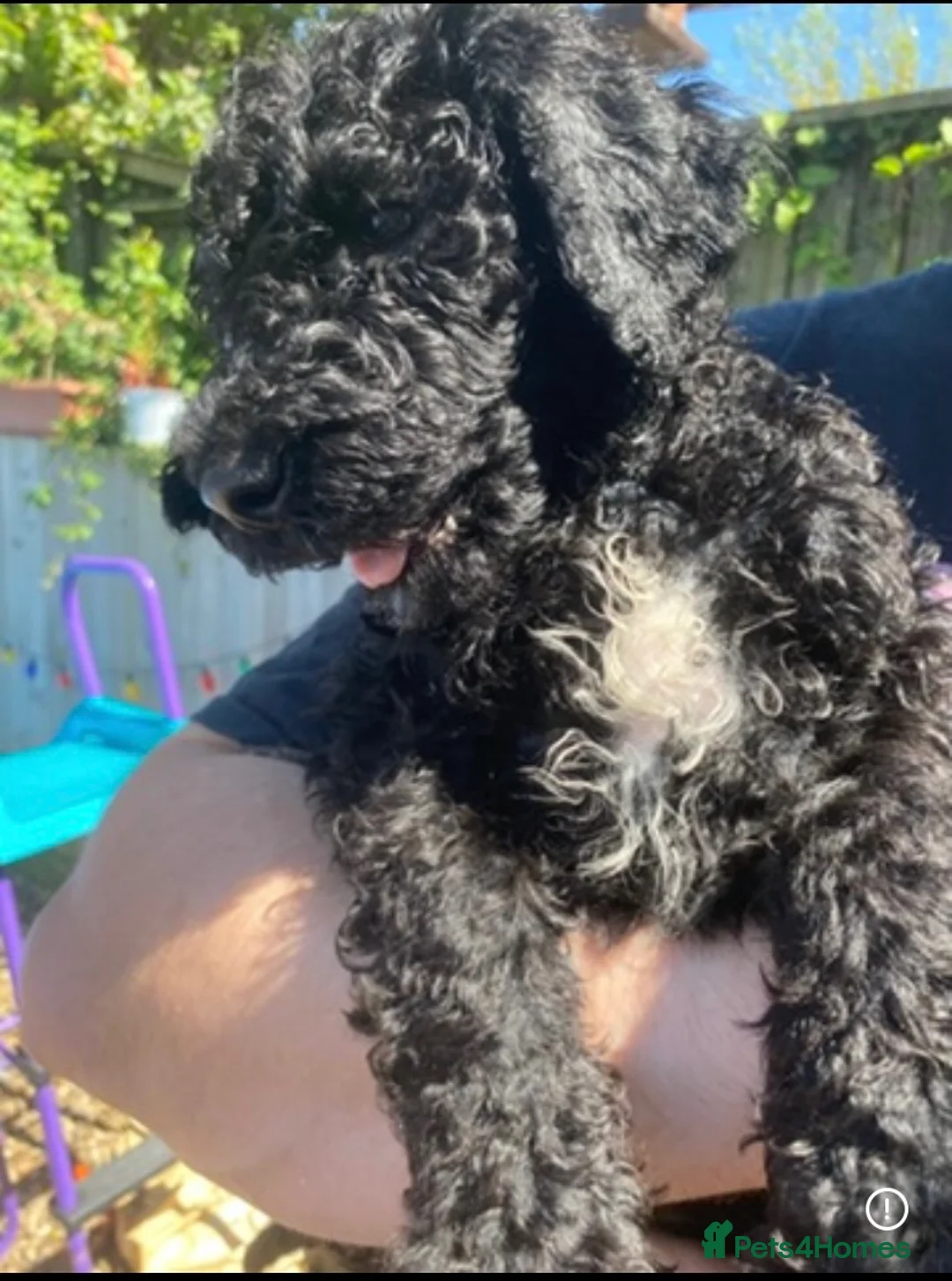 Standard Poodle dogs for sale: Standard Poodle puppies - Advert 2