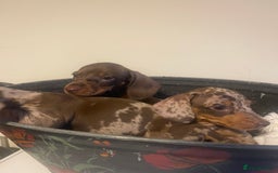 Dachshund dogs for sale: Beautiful litter of 7 dachshund puppies - Image 7