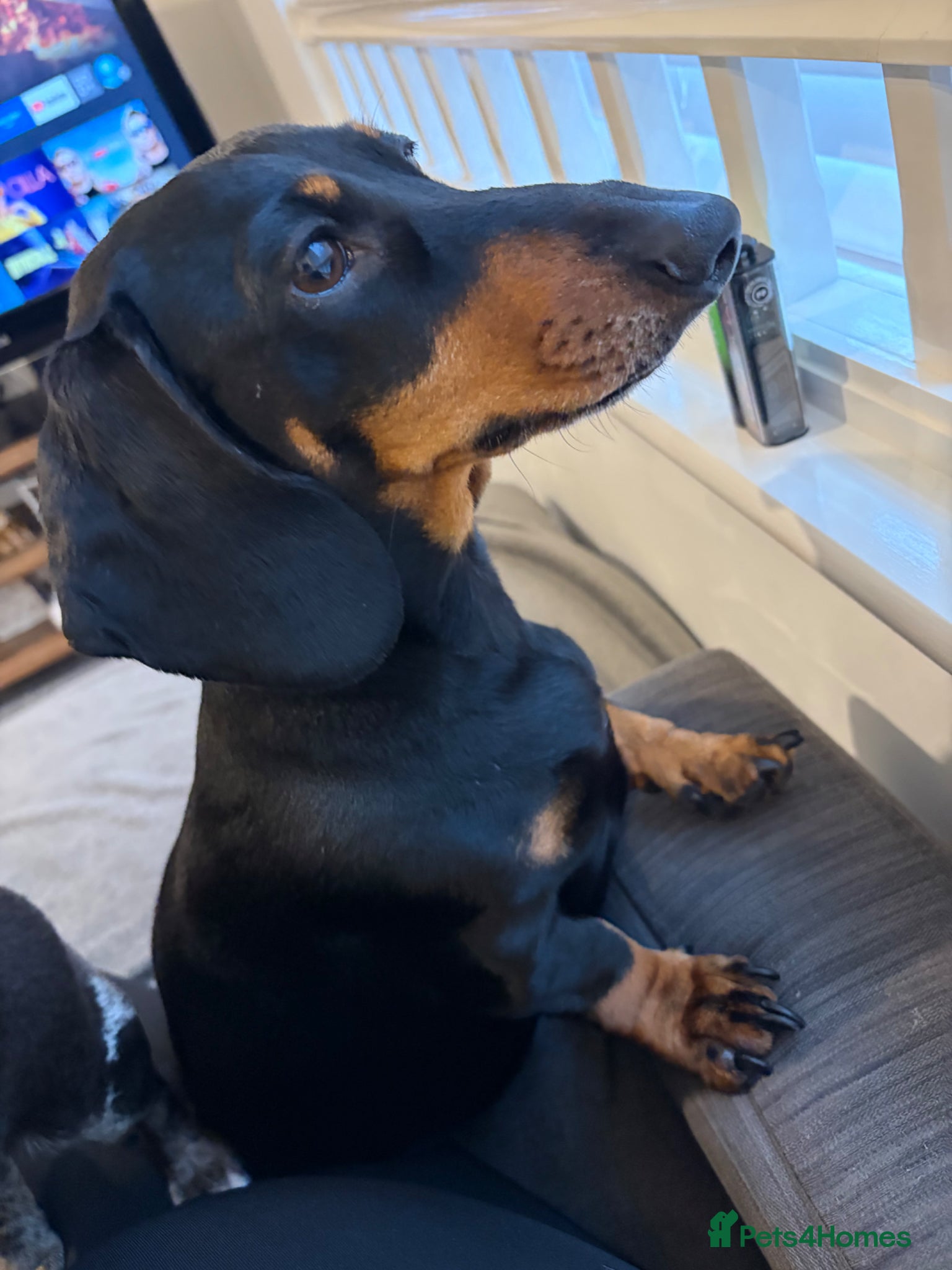 Dachshund dogs 2 FREE female sausage dogs - Advert 1