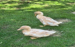 Ducks poultry for sale: Rare Buff Orpington Ducks For FREE to good home - Image 1
