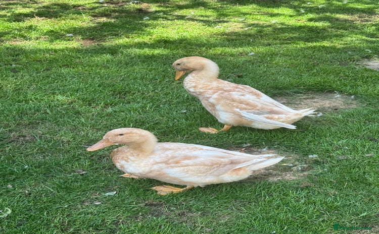 Ducks poultry - Advert 1