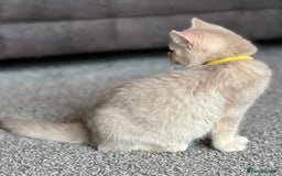 British Shorthair cats for sale: Adorable BSH kittens golden TiCA/ GCCF - Image 18