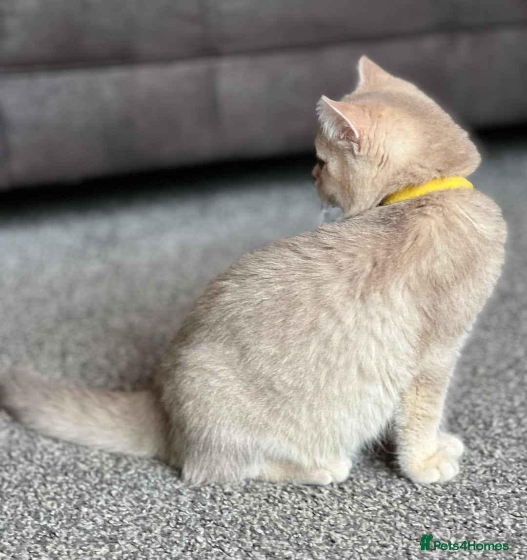 British Shorthair cats for sale: Adorable BSH kittens golden TiCA/ GCCF - Image 18