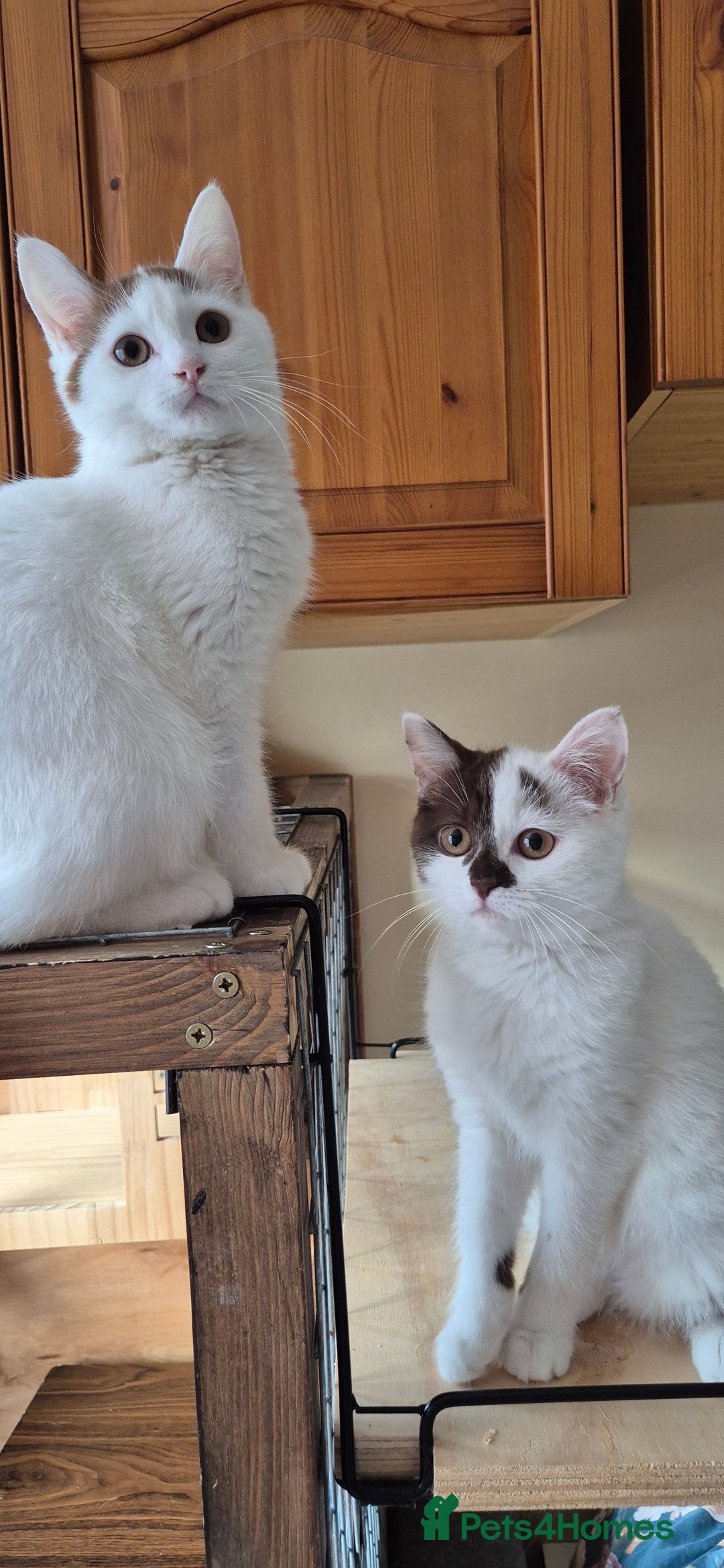 British Shorthair cats for sale: British Shorthair kittens  - Image 6