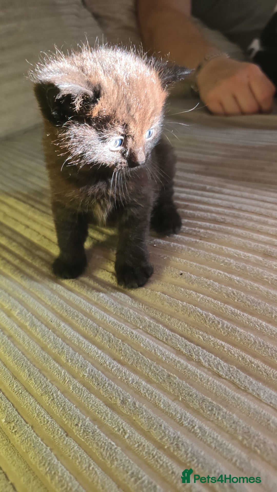 British Shorthair cats for sale: 4 kittens needing new homes - Image 1