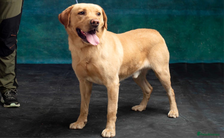 Labrador Retriever dogs - Advert 10