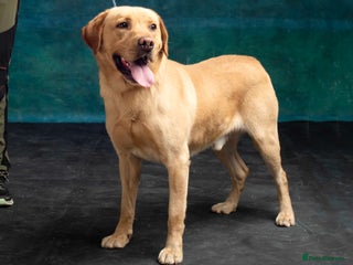 Labrador Retriever dogs - Advert 10