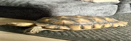 Tortoise reptiles for sale: Sulcata tortoise male 6 year old - Advert 1
