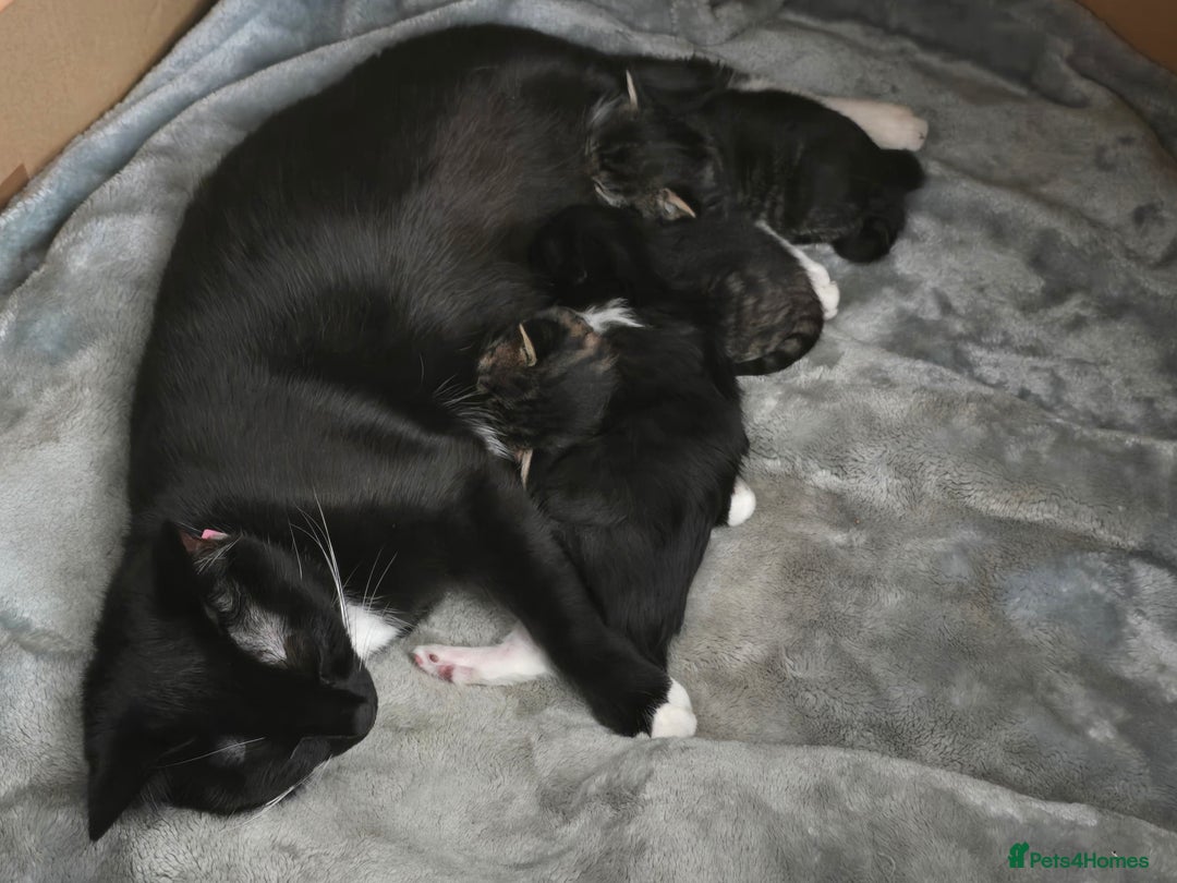 Brazilian Shorthair cats for sale: Loving 4-Month-Old Kitten Looking for Forever Home - Image 5