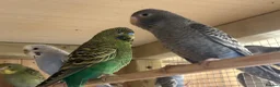 Budgerigars birds for sale: Stunning budgies in Welshpool - Advert 9