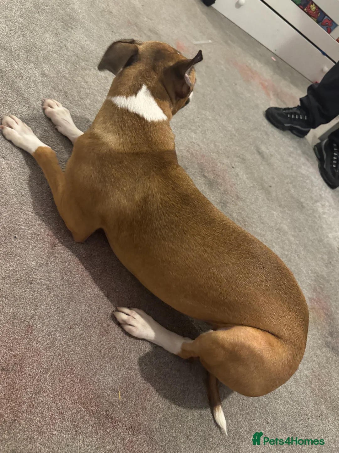 Mixed Breed dogs for sale: Bella female dog  - Advert 1