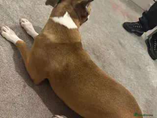 Mixed Breed dogs Bella female dog - Advert 15