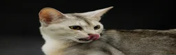 Abyssinian cats for sale: Terrific Toulouse - Advert 18