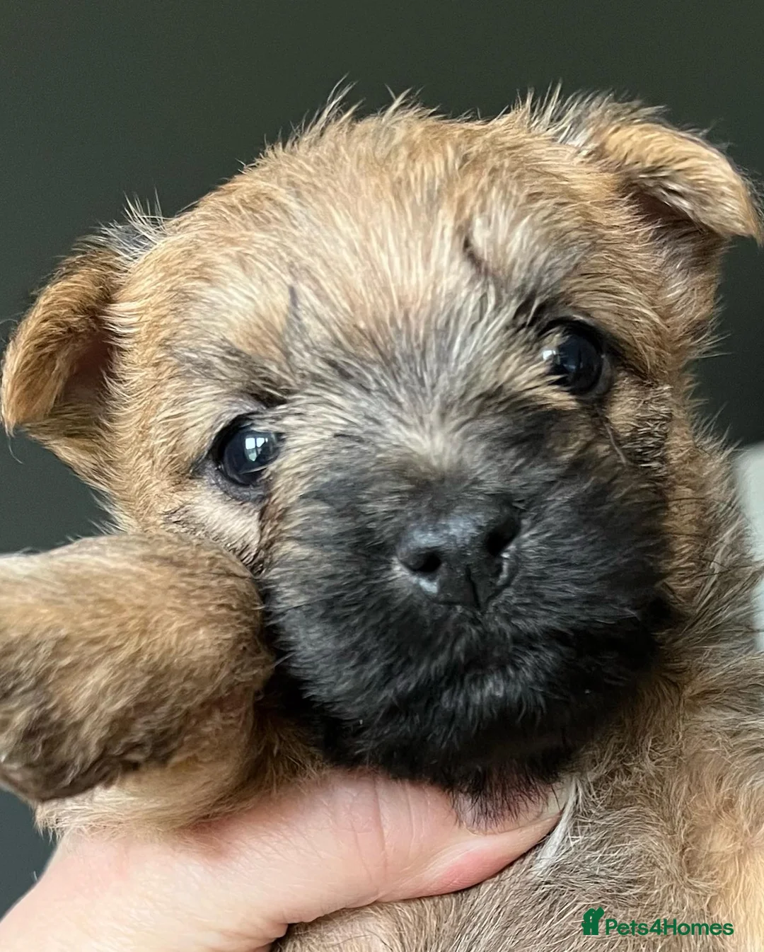 Cairn Terrier dogs for stud: Quality Health Tested & proven stud - Advert 10