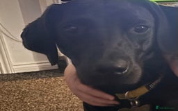 Labrador Retriever dogs for sale: Black Labrador girl  - Image 6