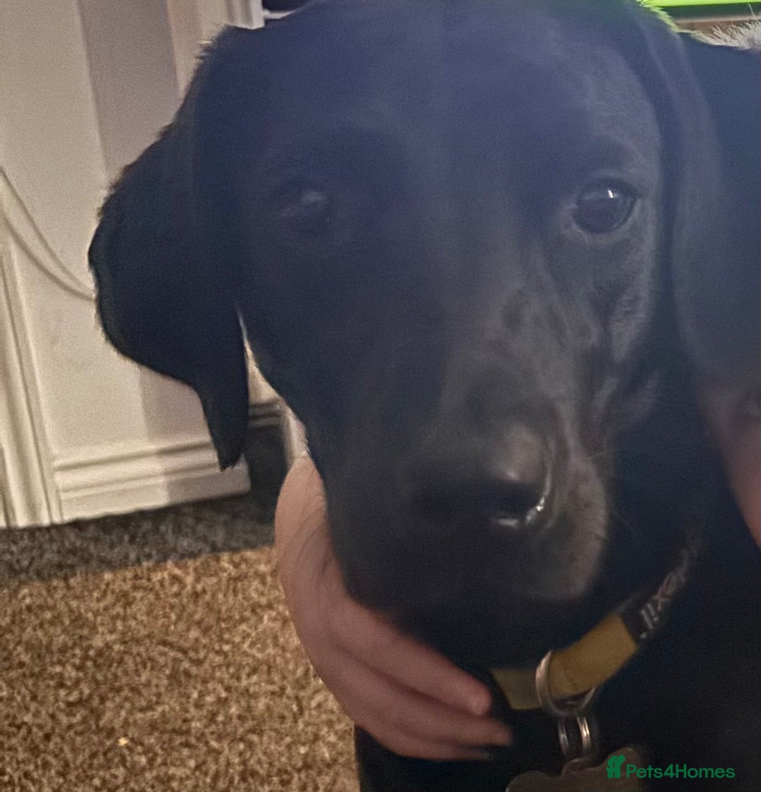 Labrador Retriever dogs for sale: Black Labrador girl  - Image 6
