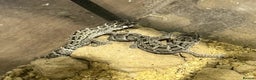 Gecko reptiles for sale: CB25 Viper Geckos - Advert 2