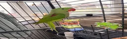 Ringnecks birds for sale: Beautiful ring neck - Advert 1
