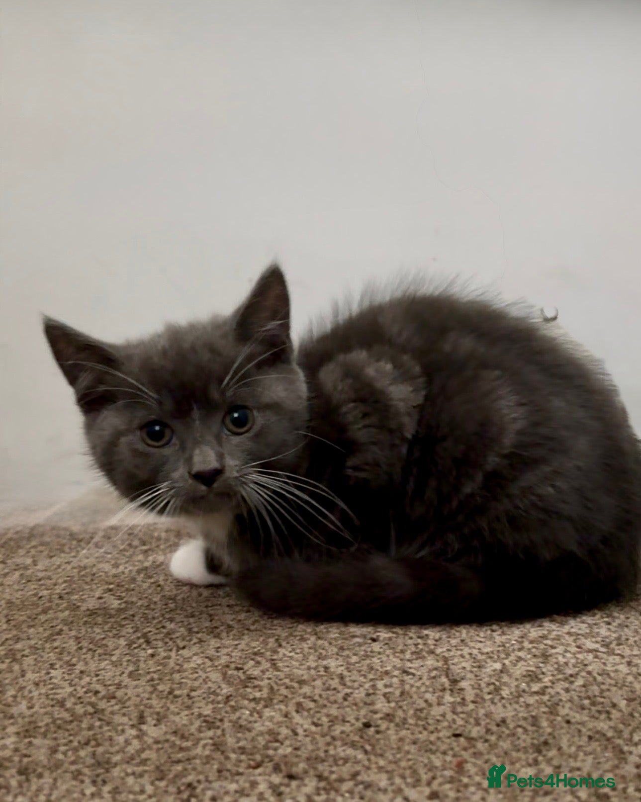 Domestic Shorthair cats Two male grey kittens  - Advert 2
