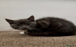 Chartreux cats for sale: Two male grey chartreuse kittens  - Image 1