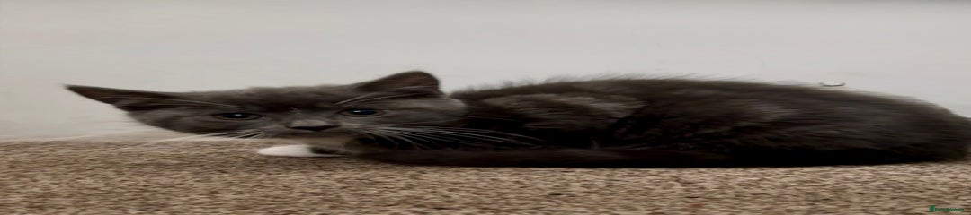Chartreux Kitten 2
