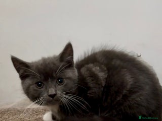 Domestic Shorthair cats - Advert 19