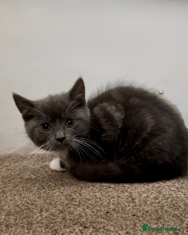 Domestic Shorthair cats - Advert 7