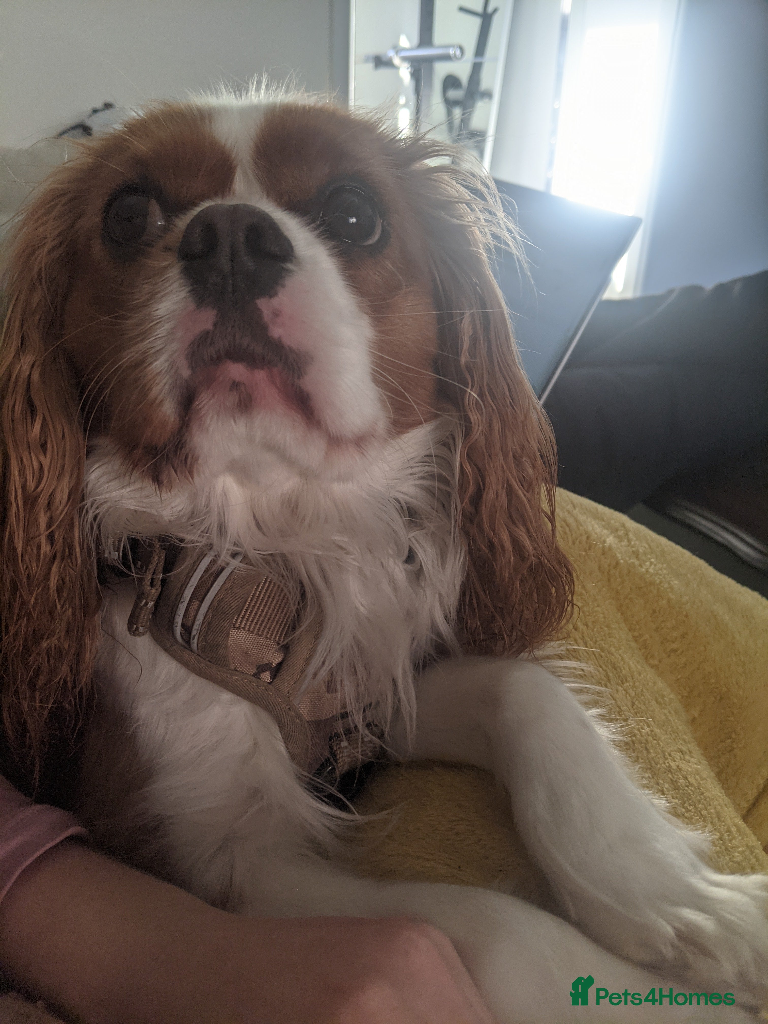 Cavalier King Charles Spaniel dogs Hyper, healthy 2 year old Cavalier (neutered) - Advert 1