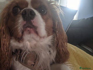 Cavalier King Charles Spaniel dogs Hyper, healthy 2 year old Cavalier (neutered) - Advert 4