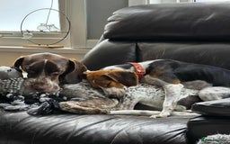 Mixed Breed dogs for adoption: Little Nancy is ready for her forever family! - Image 5
