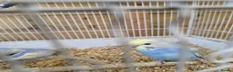 Budgerigars birds for sale: Gorgeous Baby Budgies  - Advert 6
