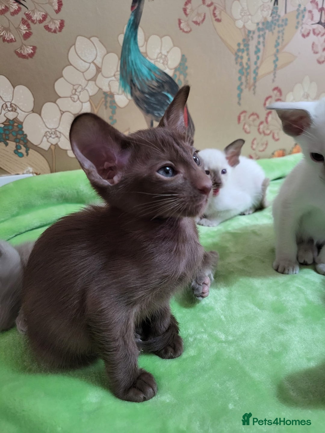 Oriental cats for sale: 7 Oriental & Siamese Kittens - Image 4