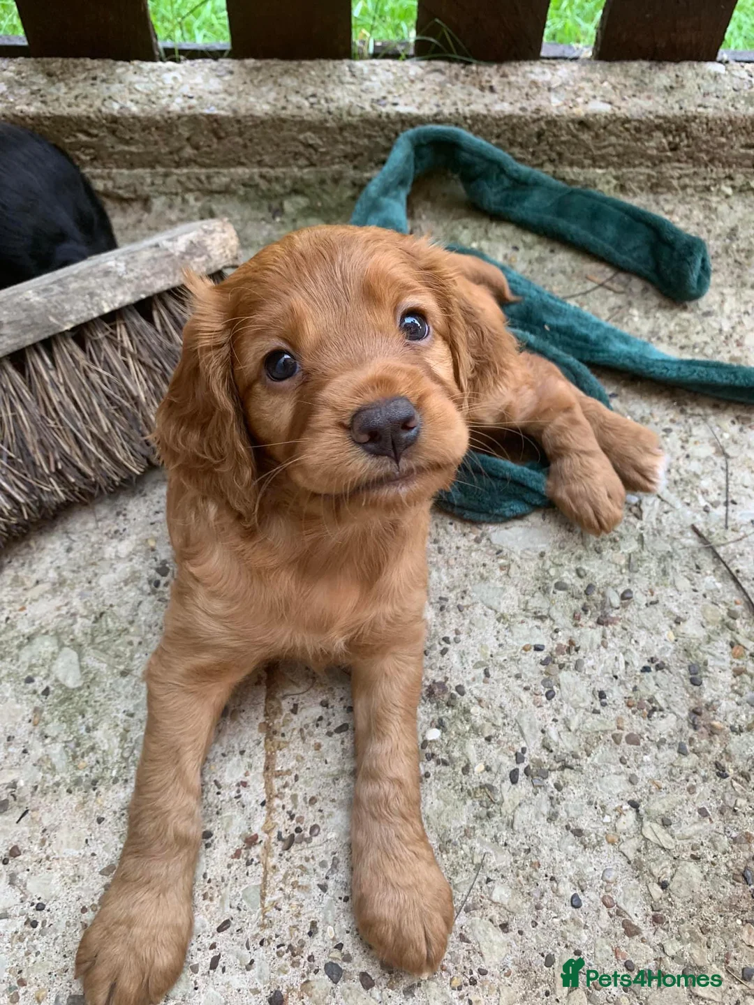 Cocker Spaniel dogs for stud: DNA TESTED CHOC AND TAN WORKING COCKER in Doncaster - Advert 11