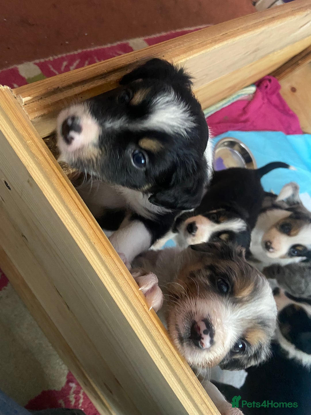 Border Collie dogs for sale: 6 Border Collie Pups for Sale ! - Image 3