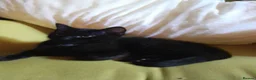Mixed Breed cats for sale: 1 Ghost Tabby, 1 Tortoiseshell and 1 Black kittens in Cranbrook - Advert 12